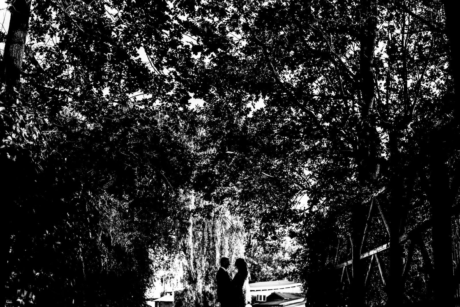 wedding-italy-tree-b&w-bride-groom-park-silouette