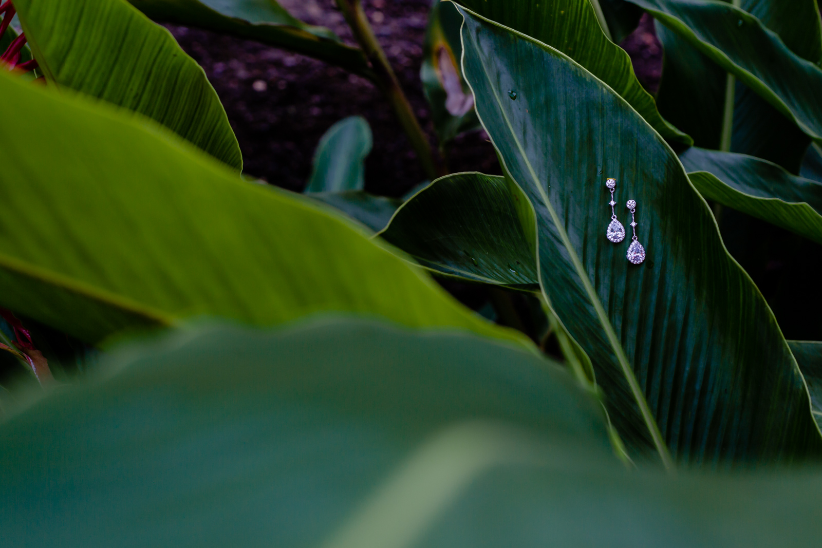 earrings on a green leaf on the garden