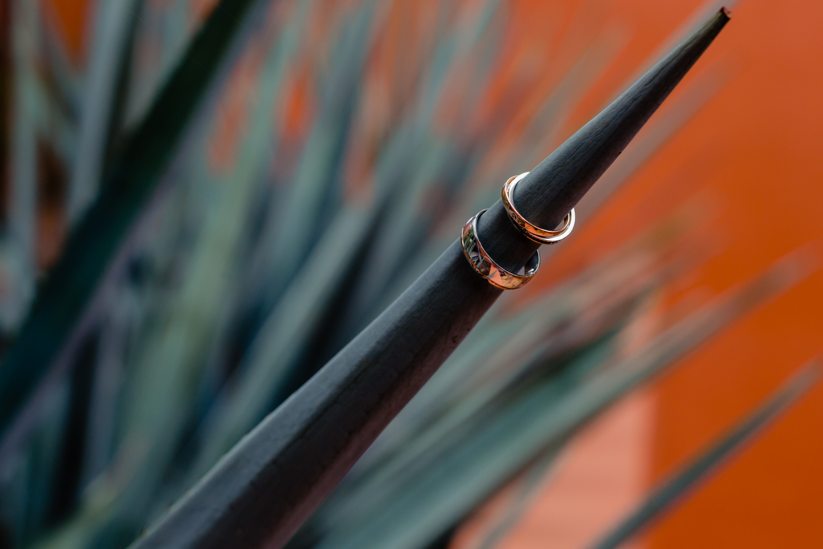 rings on the agave plants with a red wall