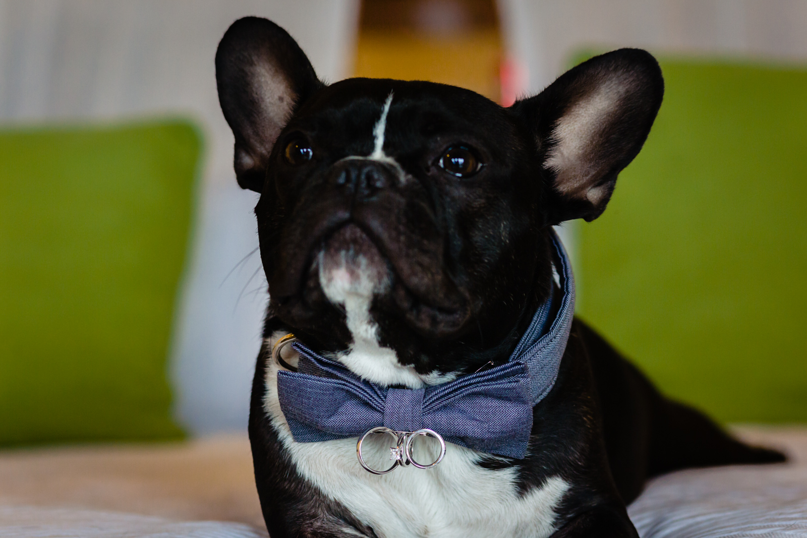 dog with papillon and ring on the neck 